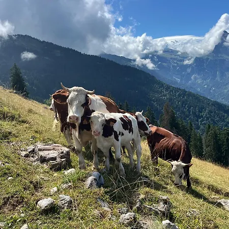 Confortable Dans Résidence Avec Piscine Appartement Samoëns